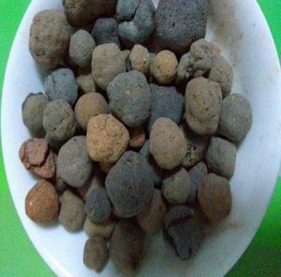 养殖君子兰、酒瓶兰,土壤埋点&ldquo;它&rdquo;,根系和叶片蹭蹭长