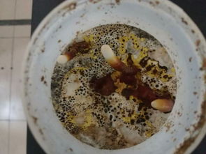 华南农业大学食品学院生物工程专业 工程陶粒应用与前景